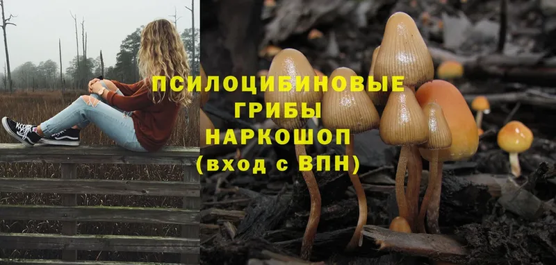 omg зеркало  Калач  Галлюциногенные грибы Magic Shrooms 